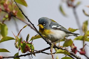 Warbler, Northern Parula, 2017-05075220 Parker River NWR, MA